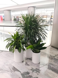 揭秘！前湾盆景租摆哪家好，这里有你想要的答案